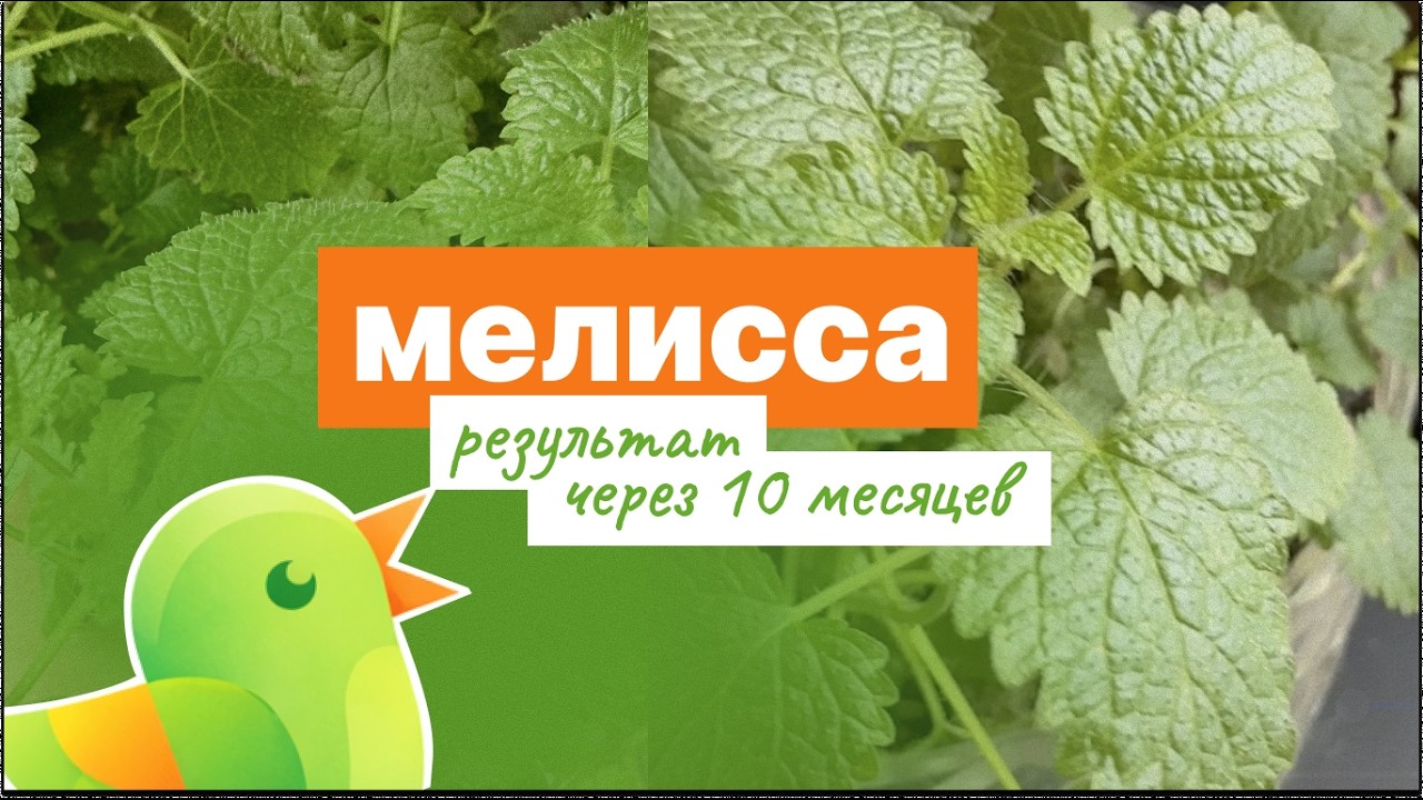 Мелисса из семян. Что выросло за 10 месяцев?