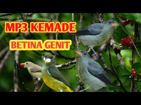 Suara pikat kemade betina ribut genit memanggil sang jantan di jamin ampuh#birdsounds