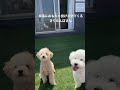 白い方の犬が永遠におもちゃを持ってきます。#shorts