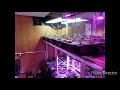 Hydroponic Strawberries in Automated Basement Garden