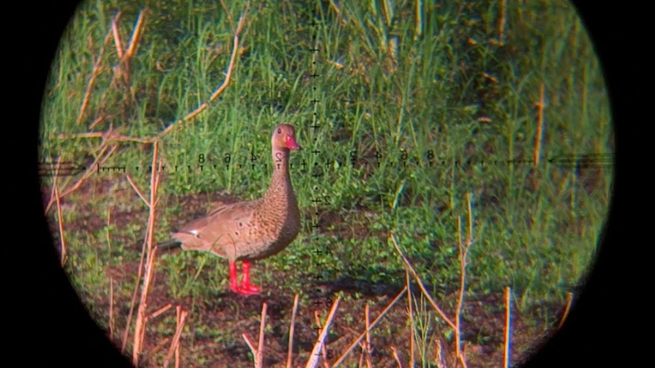 Caçada na bebida #pr900 show