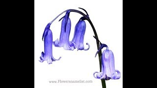 Flowers That Start with E