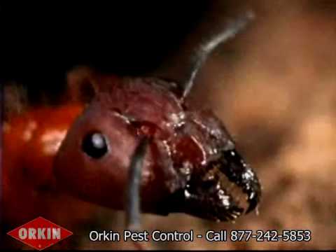 Video: Beteken teen kakkerlakke, weeluise, miere en vlooie in die woonstel 