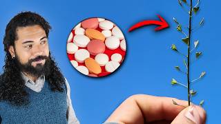 Plantas medicinais ESQUECIDAS! - Guia da Floresta