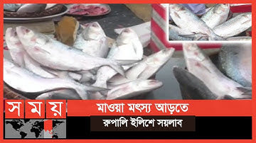 Hilsa-prijs daalt niet op vismarkt Mawa | Mawa Hilsa-markt | Elish Prijs | Somoy TV