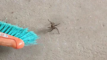 O que acontece se uma aranha picar um cachorro?