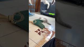 #cat #catvideos #daily #shortvideo #youtubeshorts #trending #random #pets #persiancat #animals #cute