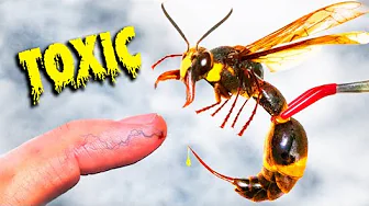 STUNG by Meanest Japanese Wasp!