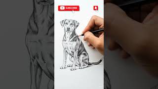 How to Draw a Dog Sitting Perfectly 🐕✏️ | Easy Steps #shorts #dog #drawing
