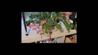 My Thanksgiving Cactus has been blooming since November!