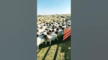 غنم نوادر سوريا 