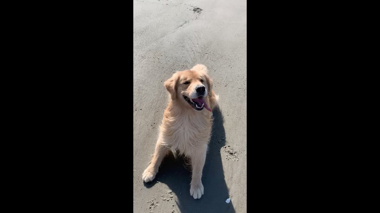 Wash Your Paws and Walk Your Dog - YouTube