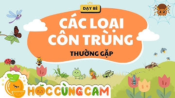 Dạy Bé Khám Phá Các Loại Côn Trùng Thường Gặp | Học Cùng Cam