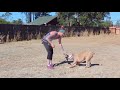 Stop Dog Aggression With Food Stop Dog Aggression With Food