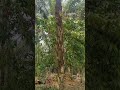 Proses panen kelapa sawit