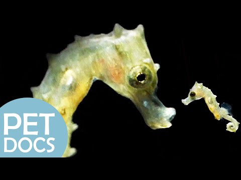 Male Seahorse Gives Birth to Babies | My Animal Friends | Pet Docs