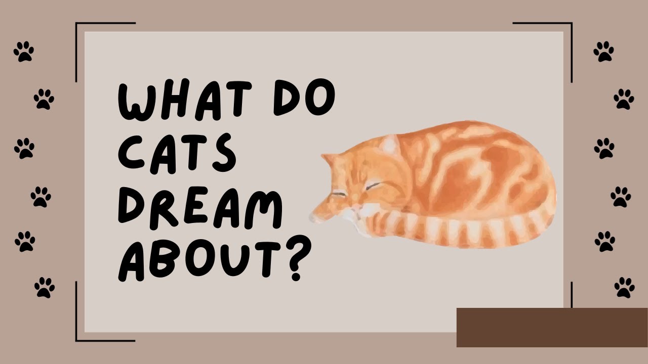 what-do-cats-dream-about-youtube