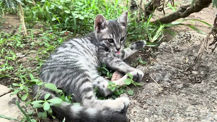 Watch the video about 4K Cute cats walking tour #cat #meow