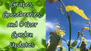 Grapes, Gooseberries, and Other Garden Updates Late May 2020