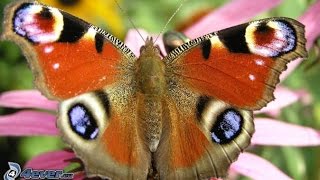 Mes Papillons - Butterfly in 4K - Nature - Ultra HD - Butterflies - 4K - WILDLIFE - Chill Music - 4K screenshot 5