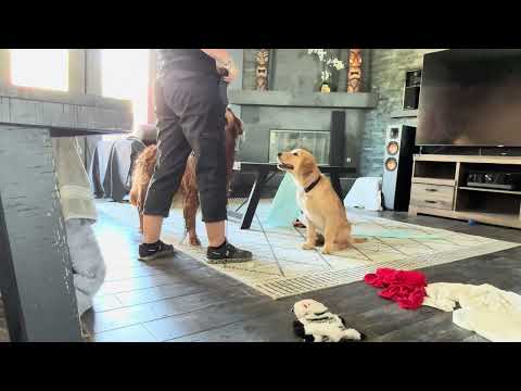 Puppy Push-Ups. Fun Exercise to do with your puppy