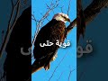 ميلاد النسر من جديد بعد عمر الأربعين معناة تساوي عمر جديد قصة دروس طيور تحفيز 