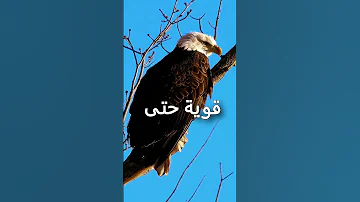 ميلاد النسر من جديد بعد عمر الأربعين معناة تساوي عمر جديد قصة دروس طيور تحفيز 