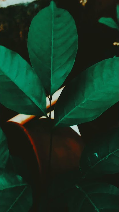 Story WhatsApp Aesthetic - VN Editor Video