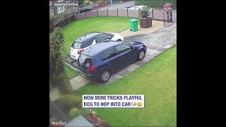 Mom tricks doggo to get into car 🐶😄