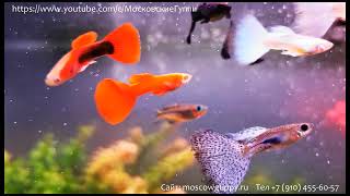 :    .  10.   . / A HOME AQUARIUM FOR GUPPIES. PART 10.