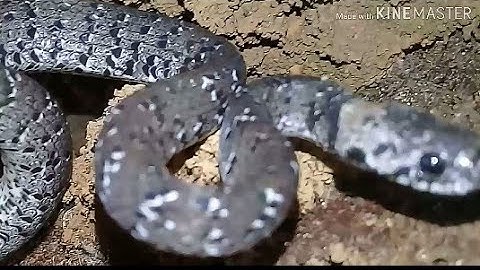 mus dob plej pom nab nawb