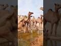 احتفال الج مال قافلة تشرب مع ا من بركة صحراوية جمال الصحراء بركة الماء قافلة الجمال