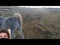 Horse Breeding Farm Demonstrates Meeting With A Horses