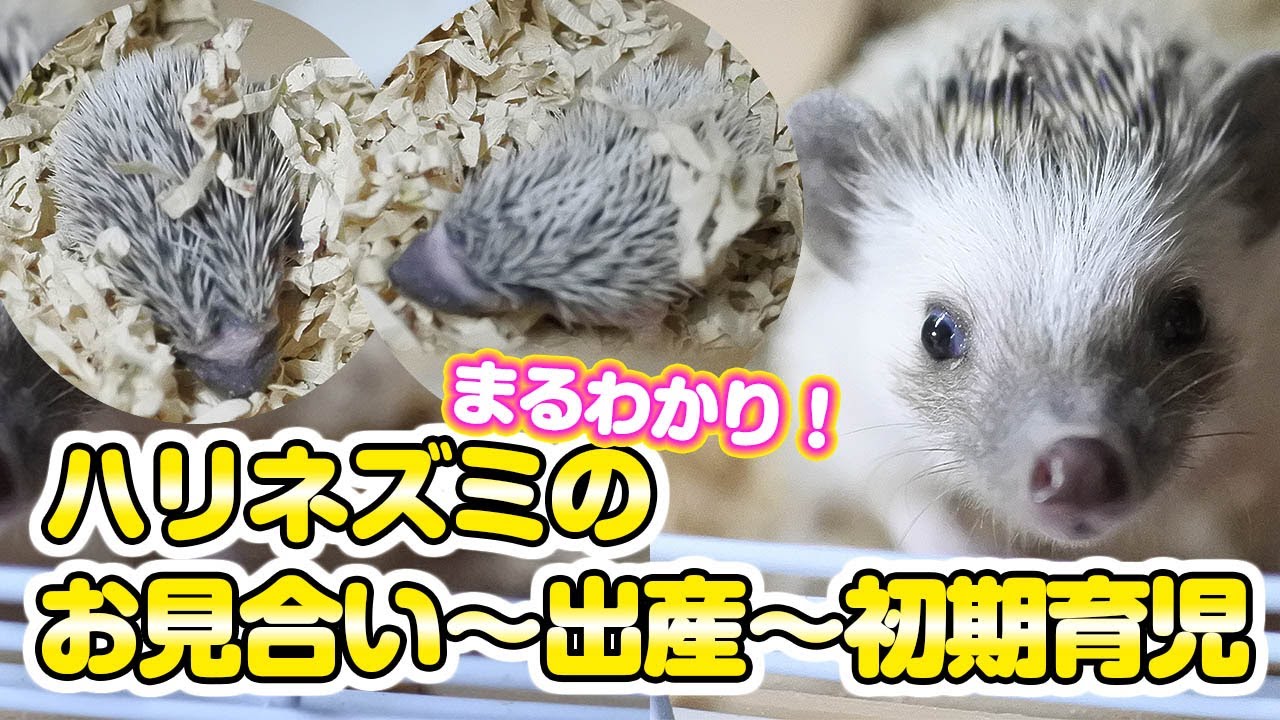 まるわかり！ハリネズミのお見合い～出産～初期育児 - YouTube