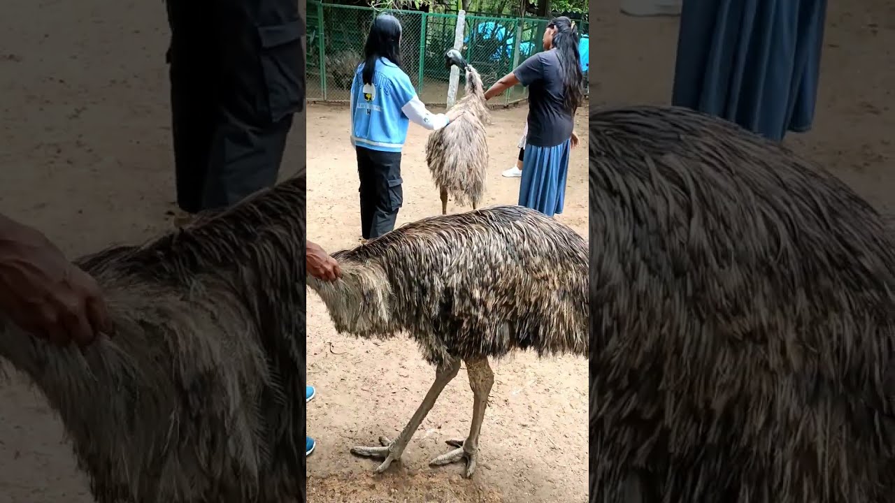 I Touched An Emu Check It Out Viral