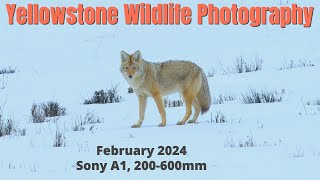 Wildlife Photography in Yellowstone