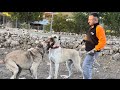 İşte Gerçek Dev Çoban Köpekleri