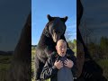 Big Bears #bear #woodstock #honey #animals #nature #woods #forrest