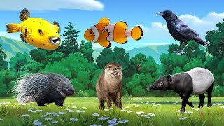 Cute Little Animals: Pufferfish, Clownfish, Raven, Porcupine, Otter, Tapir........-Animal Videos