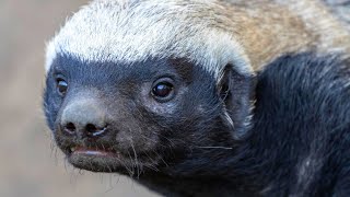 Honey badgers - The Marauding Mustelids