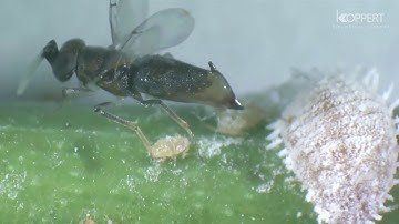 BioDrop, drone-based biological pest control service for vineyards