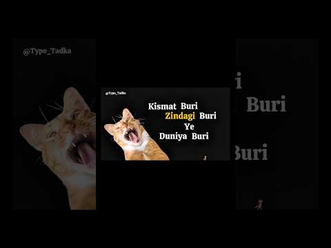Zindagi ka summary ek video me shorts typotadka typography cat