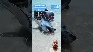 Giant shark trapped on the beach, Florida couple saved its life acting as angels