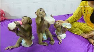 Three Adorable Monkey Get Formula Milk Before Sleep, Obediently Baby Monkey