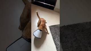 #orangecat #catlife #riolove