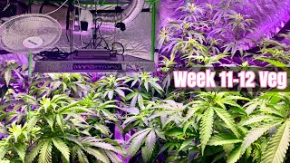 AT HOME Indoor WEED GROW | Growing 5 CANNABIS Clones ‼️
