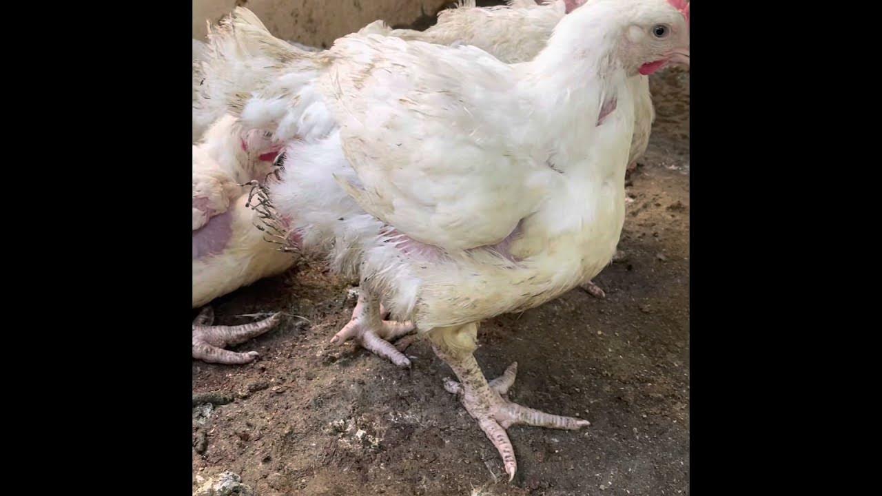 How long does broiler chicken take to mature?.This video is for you