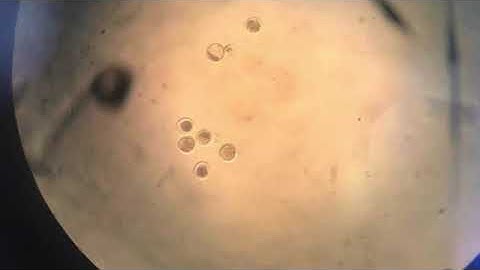 Embryo Transfer & Flushing