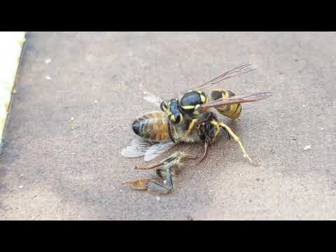 Atair Insect What Is An Apiary Insect