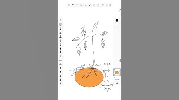 Potato Growth Stages #horticulture #vegetables #asrbnet #sketch #sketching #education 